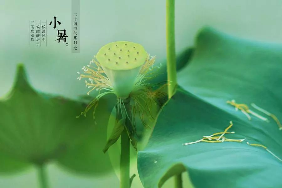 倏忽溫風至，因循小暑來!